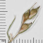 Hitchcock's sedge